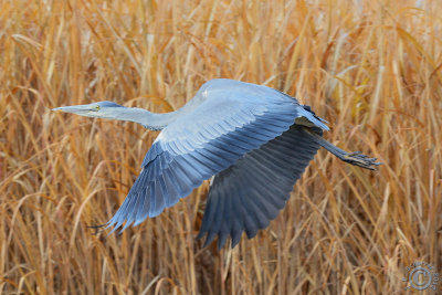 Grey Heron (Ardea Cinerea)