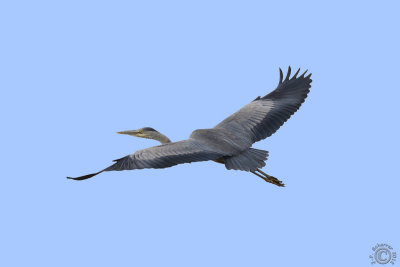 Grey Heron (Ardea Cinerea)