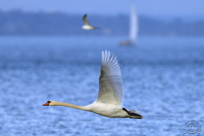 Flying Mute Swan (Cygnus Olor)