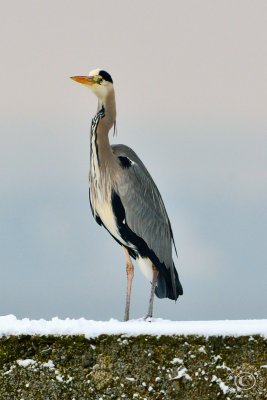 Grey Heron (Ardea cinerea) in winter #4