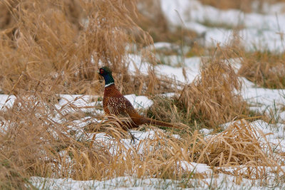 Male Common Pheasant (Phasianus Colchicus)