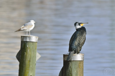 Great Cormorant (Phalacrocorax Carbo) and a Gull