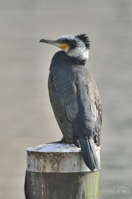 Great Cormorant (Phalacrocorax Carbo)