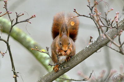 Red Squirrel (Sciurus Vulgaris)