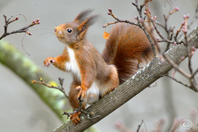 Red Squirrel (Sciurus Vulgaris)
