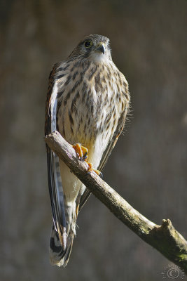 Rough-legged Buzzard (Buteo Lagopus)