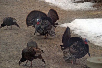 turkeys_7561.jpg