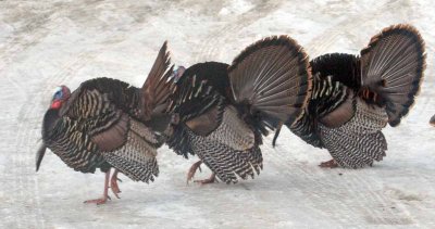 Birds