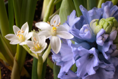 Spring flowers