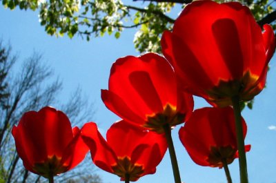 Red Tulips *