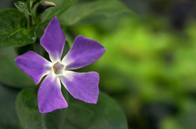 Small Purple Flower *