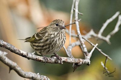 Pine Siskin