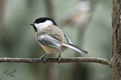 Chickadee