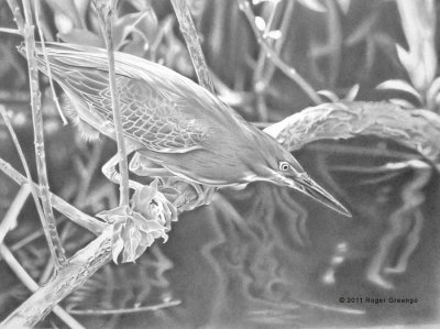 Heron Pencil Drawing