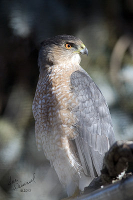 Cooper's Hawk