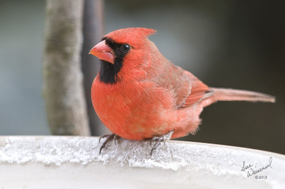 Cardinal