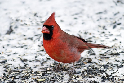 Cardinal, Male