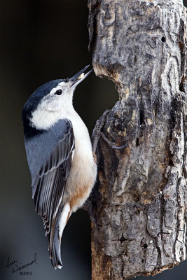White-Breasted Nuthatch