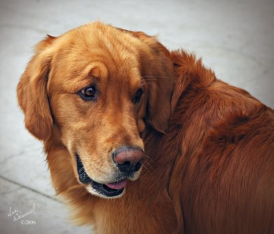 Handsome Fella