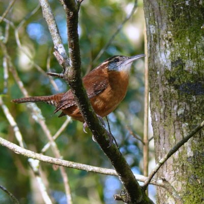 Carolina Wren