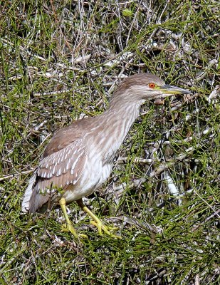 Black-crowned Night Heron (immature)