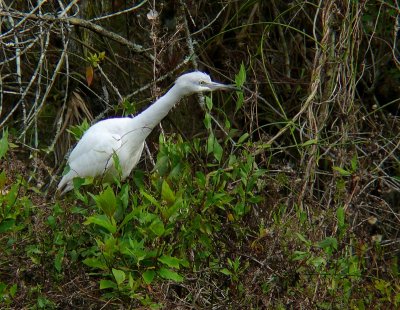 Little Blue Heron (immature)