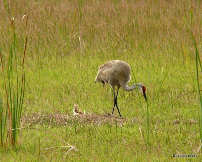 Sandhill Crane and Chick #1