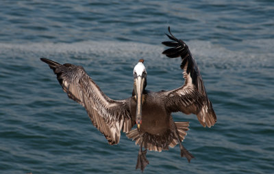 Brown Pelican landing