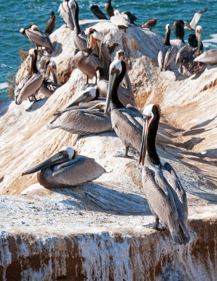 Brown Pelicans