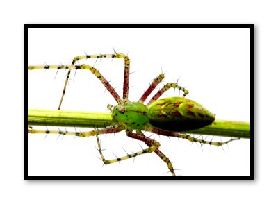 Green Lynx Spider