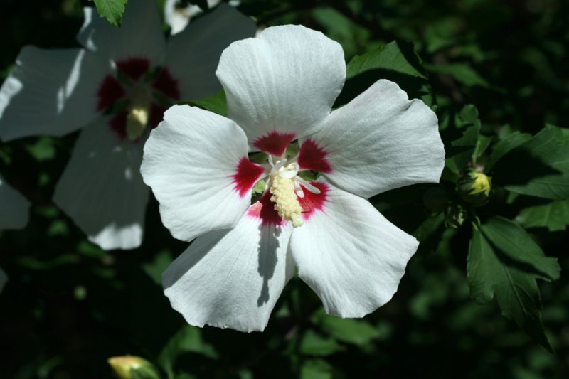 flower45.jpg