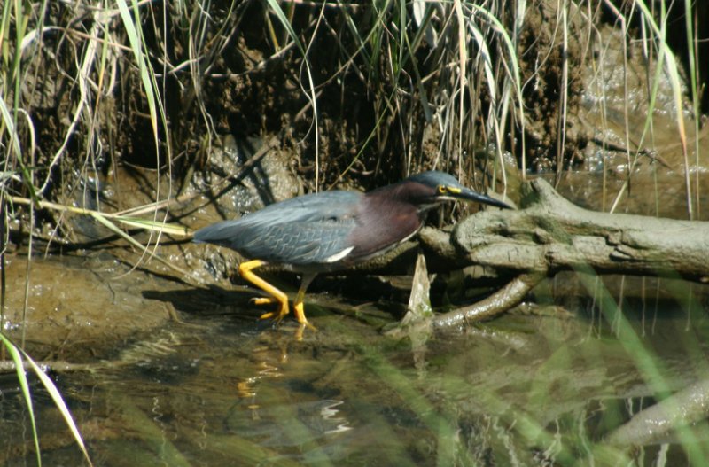 Green Heron