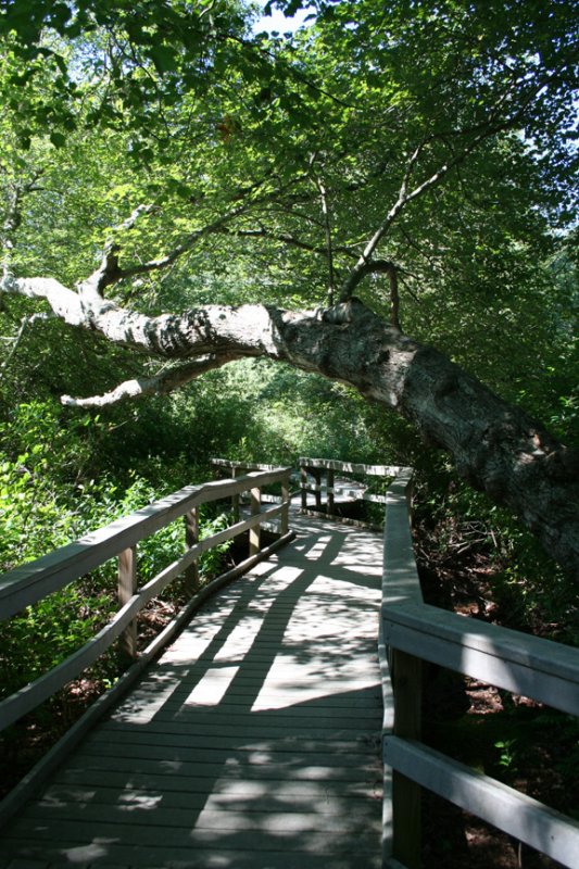 Red Maple Swamp