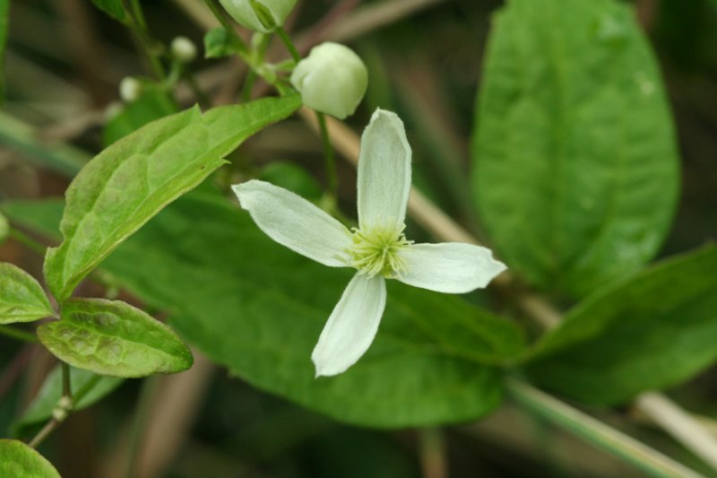 flower52.jpg