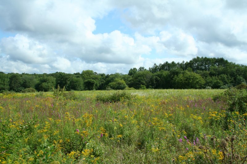 Late Summer Field