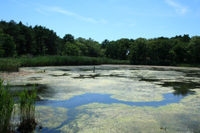 Flats at Wellfleet Bay