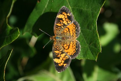Pearl Crescent