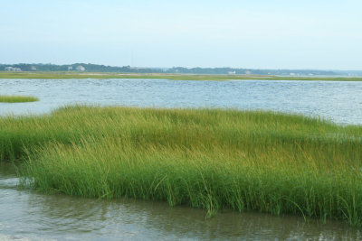 Beach Grass
