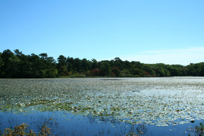 Beech Forest Pond