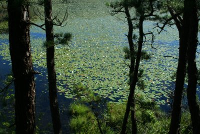 Beech Forest Pond