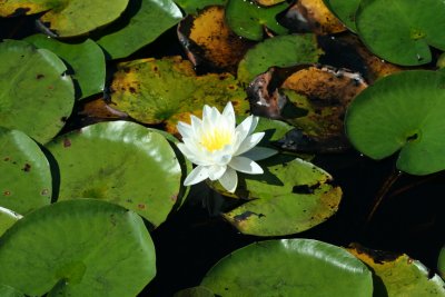 Lilypad