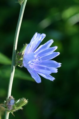 Chickory