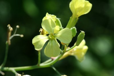 Evening Primrose