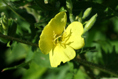 Evening Primrose