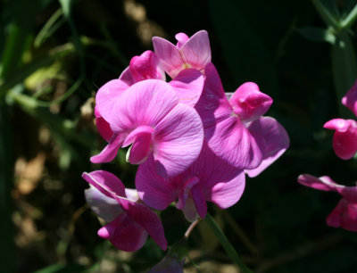 Beach Pea