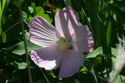 flower47.jpg