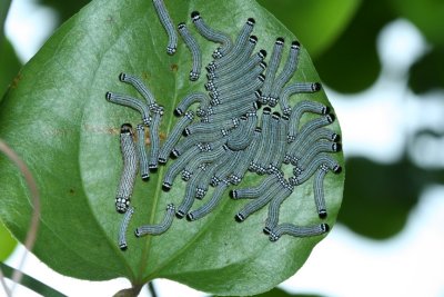 caterpillar16_group.jpg