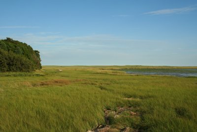 Nauset Marsh