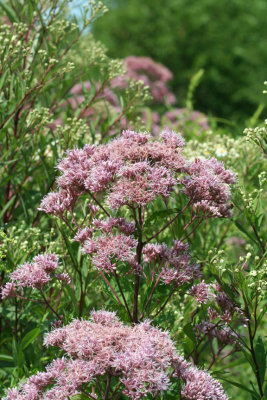 Joe-pye Weed