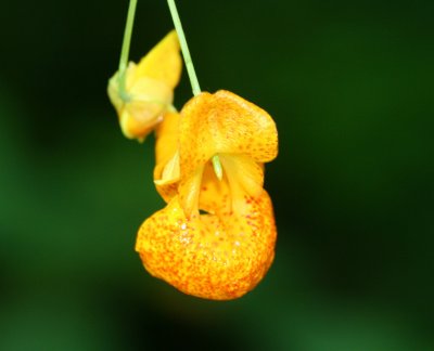 Jewelweed